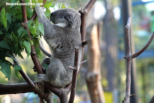 The Koala is on full display as part of the Australian Outback  exhibit at the San Diego Zoo. Photo Credit: Dennis J. Freeman/News4usonline.com